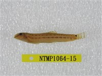 藏品(中華鰍)的圖片